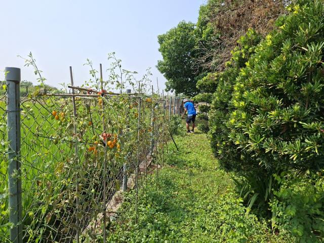 高雄美濃農地-11