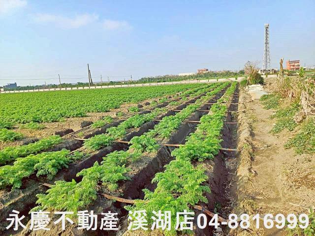 芳苑農地-11