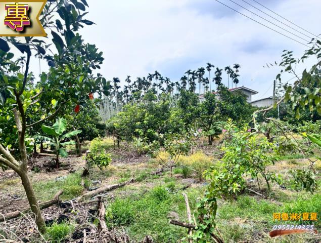 嘉義農地-6