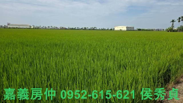 嘉義西區農地-9