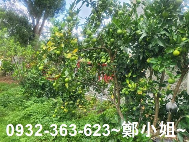 桃園復興農地-7