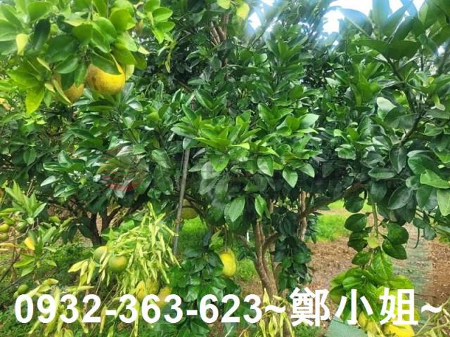 桃園復興農地-8