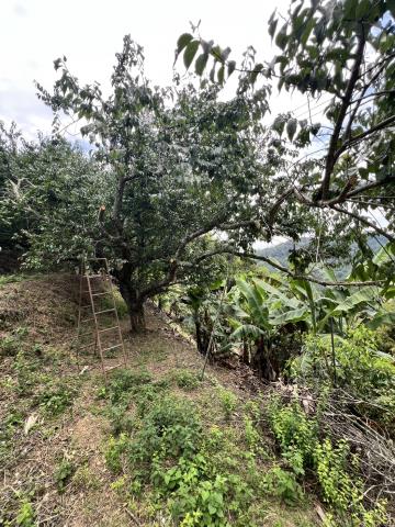 台中東勢農地-5