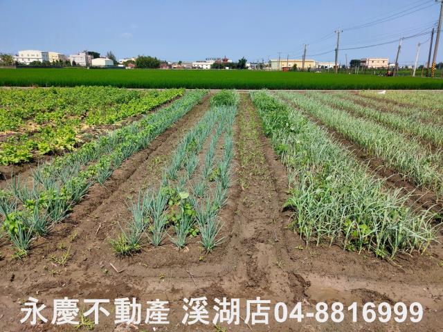 彰化埔鹽農地-5