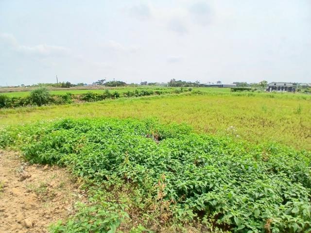 桃園觀音農地-3