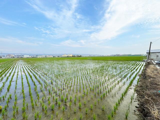 龍井農地-0