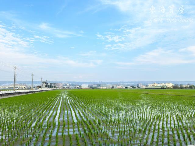 龍井農地-8