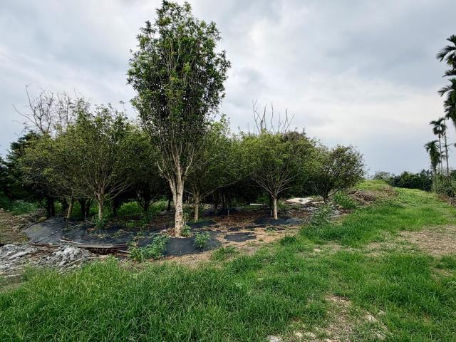 名間農地-11