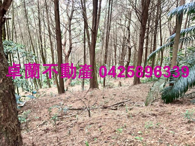 卓蘭林地-9