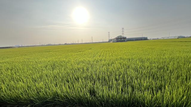 高雄路竹農地-1