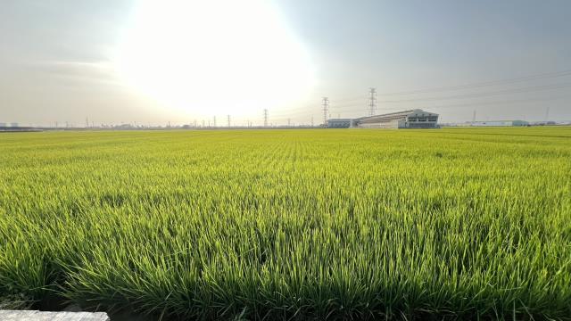 高雄路竹農地-2