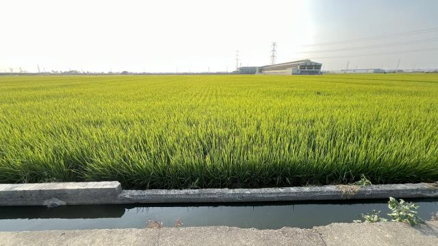 高雄路竹農地-3