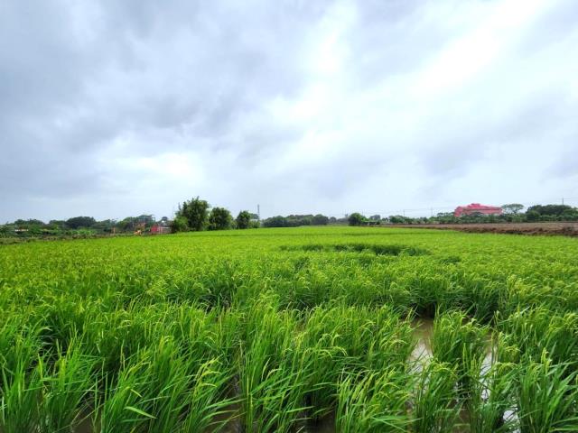 桃園新屋農地-1