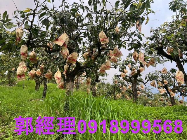 台南玉井農地-3