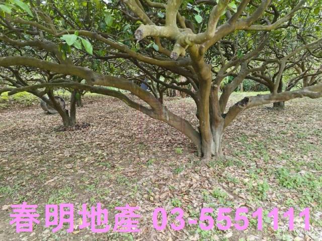 頭份農地-1
