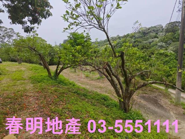 頭份農地-4