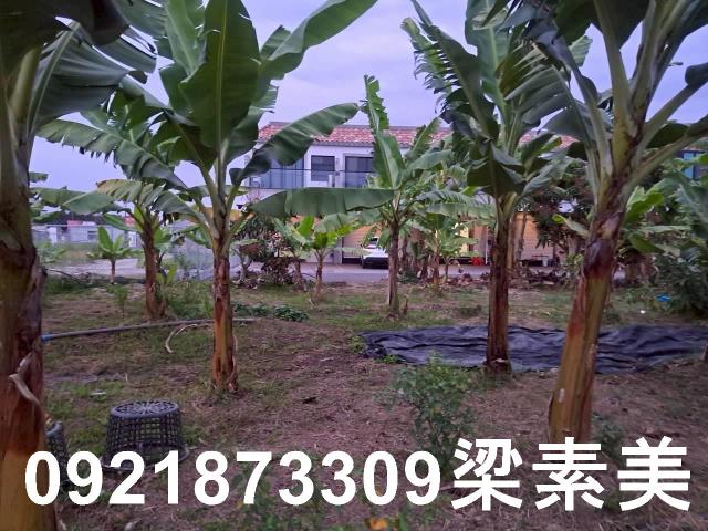 台南農地-10