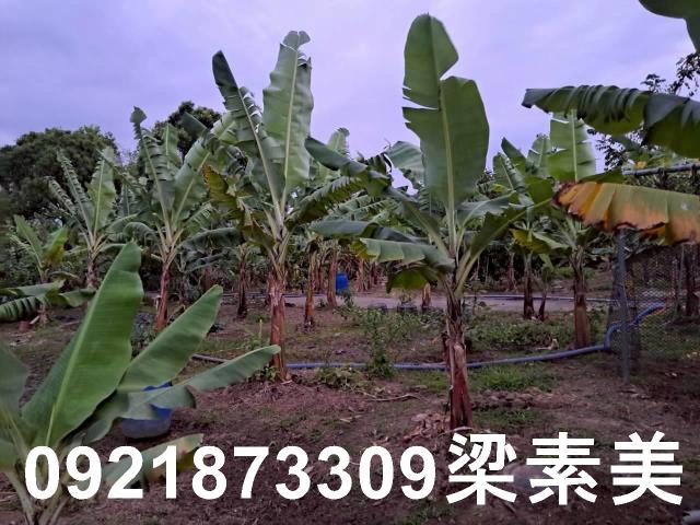 台南農地-7
