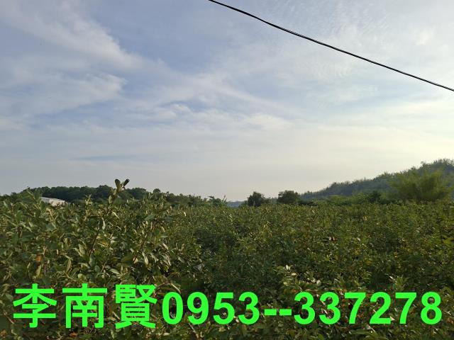 玉井農地-6