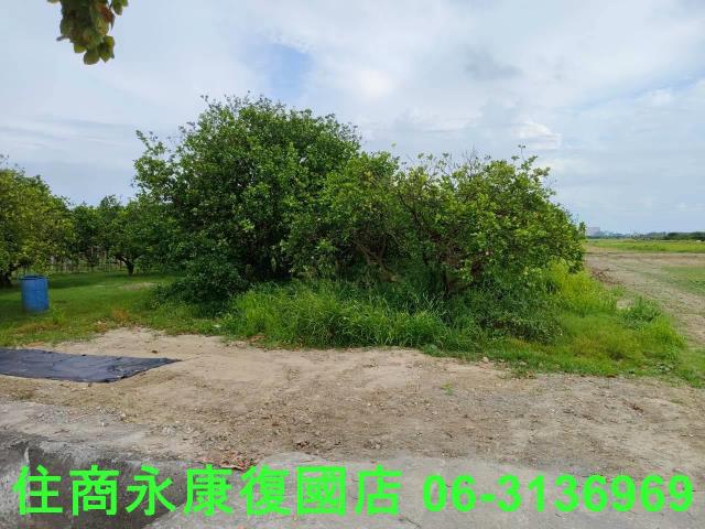 台南佳里農地-11