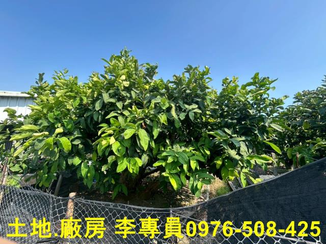 屏東農地-1