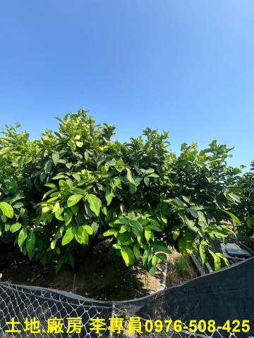 屏東農地-2