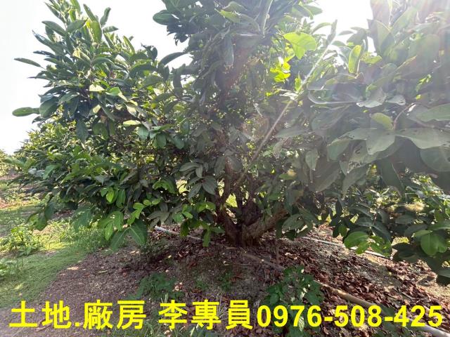 屏東農地-3