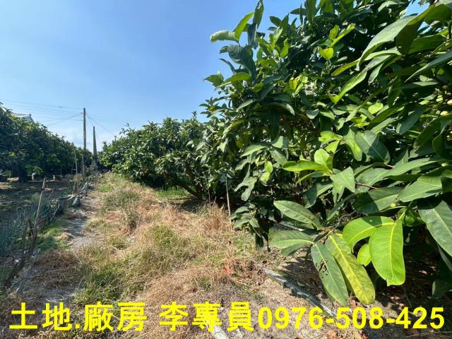 屏東農地-5