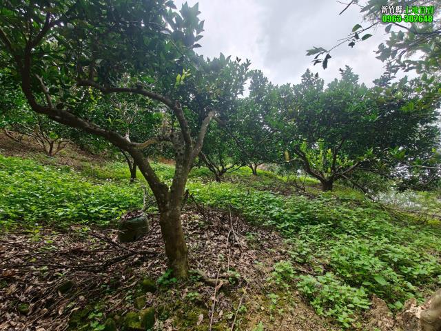 新竹北埔農地_山坡地_休閒地-11