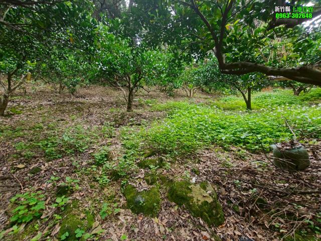 新竹北埔農地_山坡地_休閒地-14