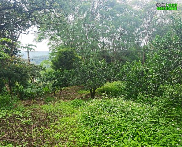 新竹北埔農地_山坡地_休閒地-15