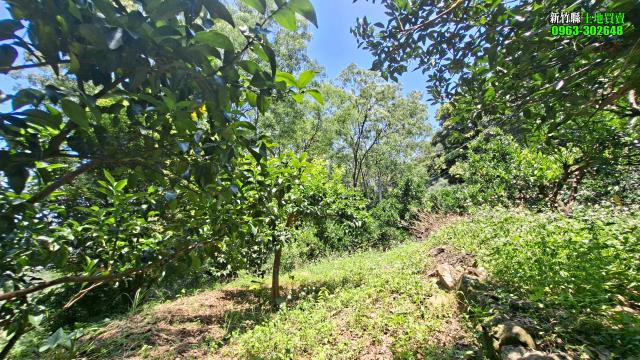 新竹北埔農地_山坡地_休閒地-6