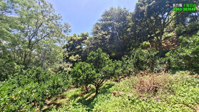 新竹北埔農地_山坡地_休閒地-7