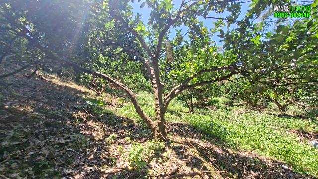 新竹北埔農地_山坡地_休閒地-8