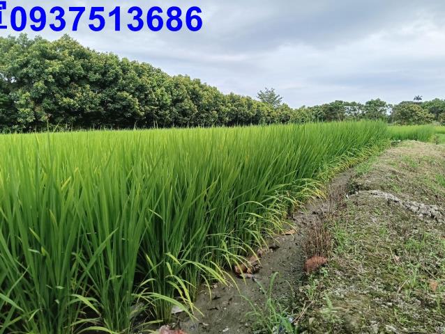 宜蘭頭城農地-7