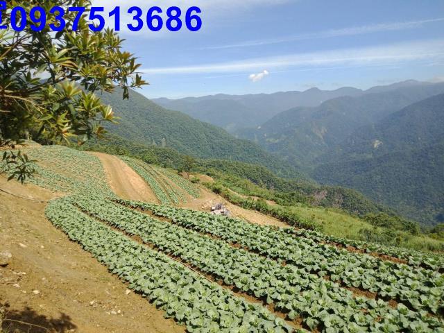 宜蘭南澳山坡地-1