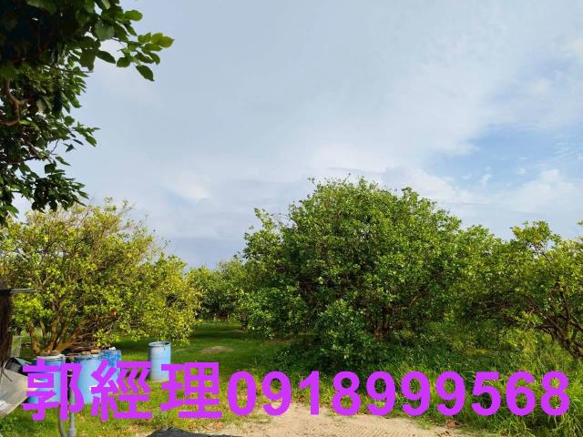 佳里農地-14
