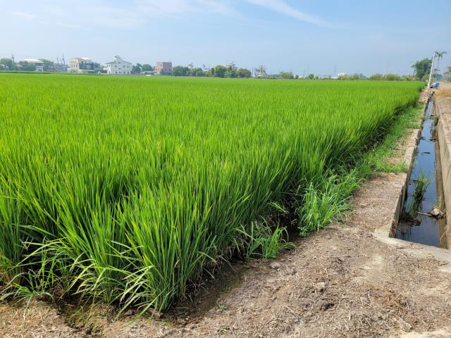 六腳農地-3