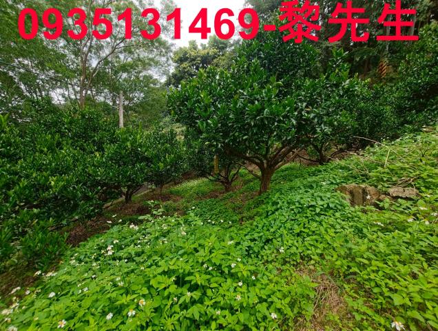 新竹北埔農地-10