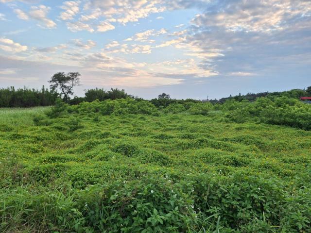 桃園農地-1