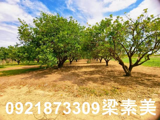 台南佳里農地-4
