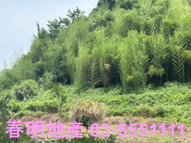峨眉建地_林地-3