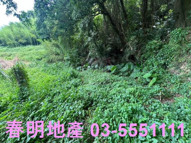 峨眉建地_林地-4