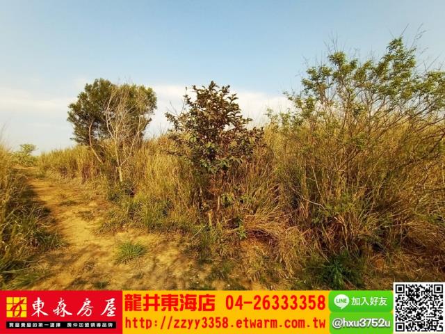 龍井旱-4