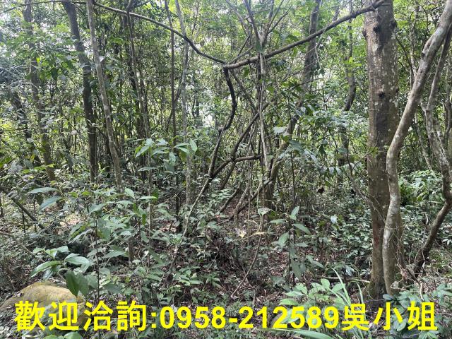 苗栗三義山坡地_休閒地_林地-1