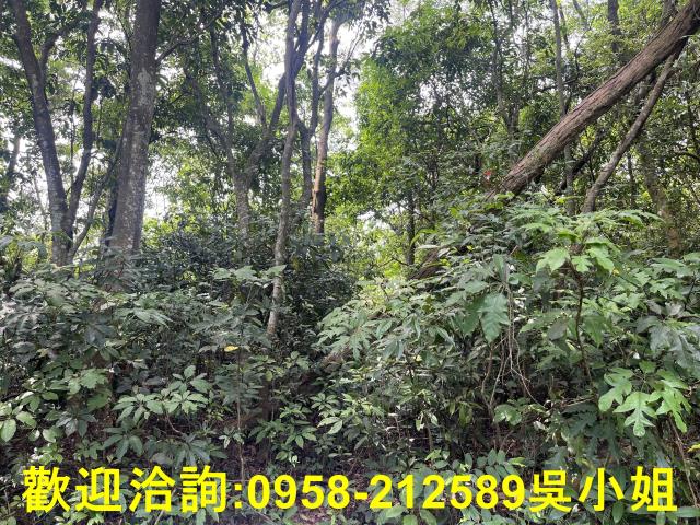 苗栗三義山坡地_休閒地_林地-2
