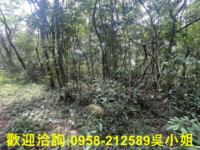 苗栗三義山坡地_休閒地_林地-3