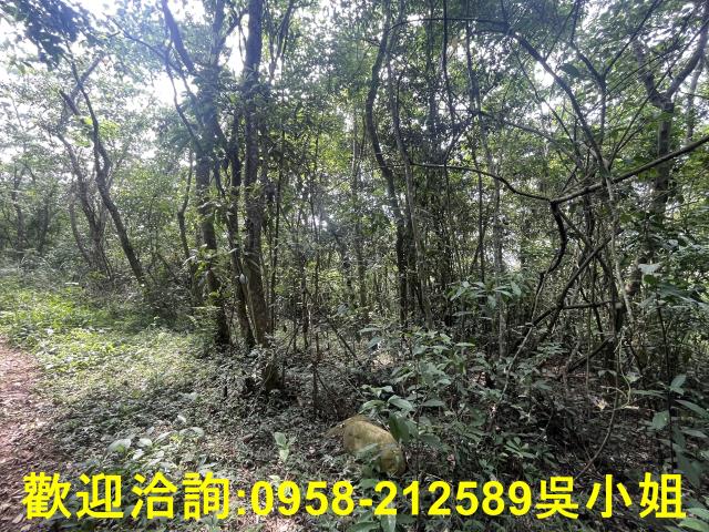 苗栗三義山坡地_休閒地_林地-4