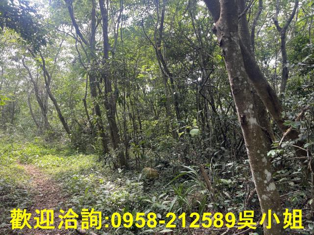 苗栗三義山坡地_休閒地_林地-5