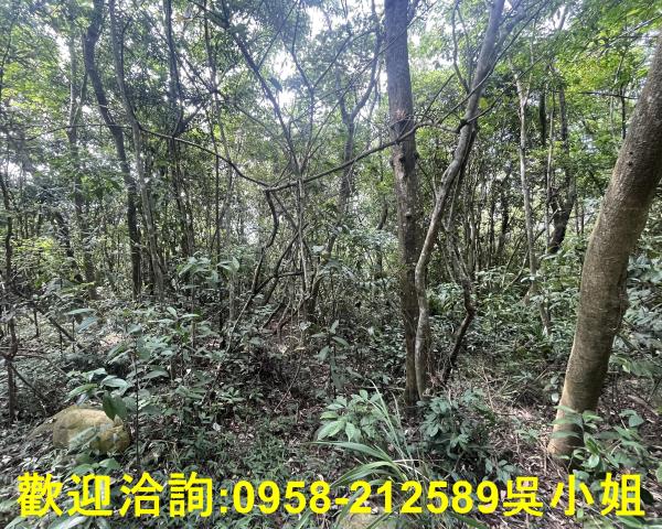 苗栗三義山坡地_休閒地_林地-6
